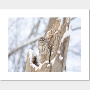 Barred owl in a tree stump Posters and Art